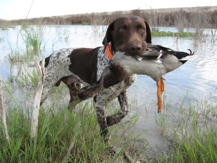 german shorthaired pointer duck hunting dogs